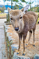 Naklejka na ściany i meble 奈良公園の鹿 Deer in Nara Park,Japan