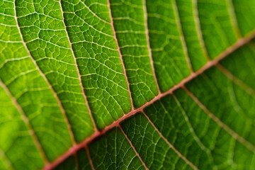 Poinsettia leaf (Euphorbia pulcherrima), a plant species cultivated for Christmas floral displays and deco. Macro close up of translucent leaf with bright colorful green structures of veins.