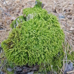 녹색 돌이끼 세상