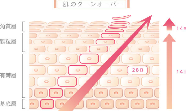 肌のターンオーバー　図解　イラスト