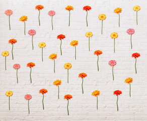 Transvaal Daisy flowers (Gerbera flowers) on white wall background 