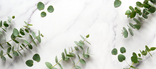 Fresh eucalyptus leaves and twigs. Panoramic banner image. Top view on off white marble table....