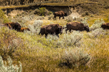 A herd of wild American Bisons in North Dakota