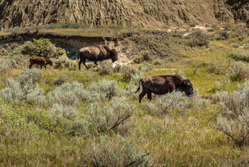 A herd of wild American Bisons in North Dakota