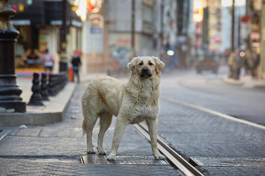Large white stray dog on a city street.  Istanbul, Turkey.
