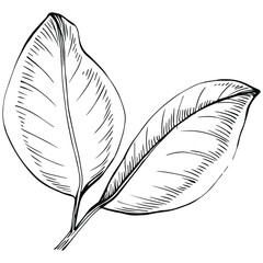 Bay leaf vector isolated plant with leaves. Herbal engraved style illustration. Detailed organic product sketch.The best for design logo, menu, label, icon, stamp.