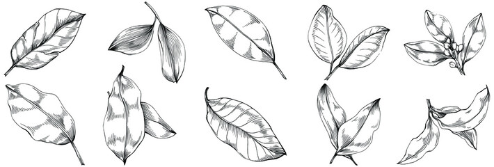 Bay leaf vector isolated plant with leaves. Herbal engraved style illustration. Detailed organic product sketch.The best for design logo, menu, label, icon, stamp.