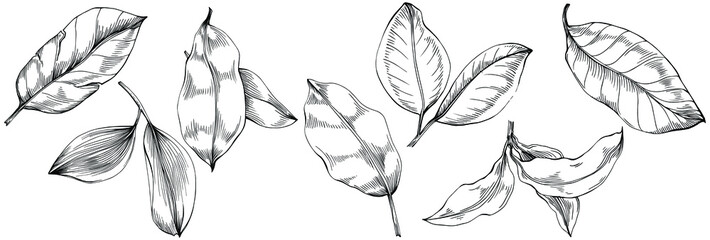 Bay leaf vector isolated plant with leaves. Herbal engraved style illustration. Detailed organic product sketch.The best for design logo, menu, label, icon, stamp.