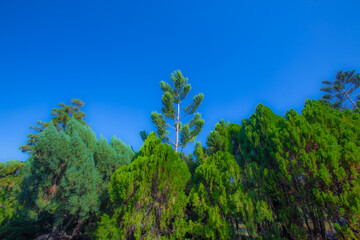 Many varieties of big pine in garden with blue sky