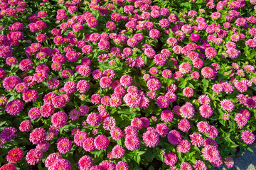Beautiful Common zinnia flowers in garden with morning light	
