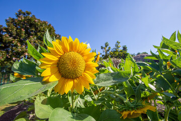 Beautiful Sunflower in garden in morning with sunlight