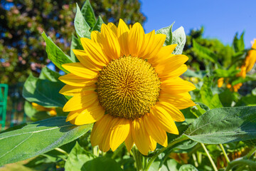 Obraz premium Closeup beautiful Sunflower in garden in morning
