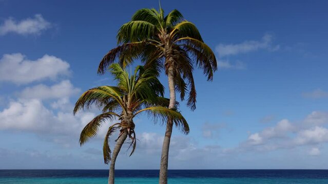  Two palm trees with blue sky and azure sea behind.