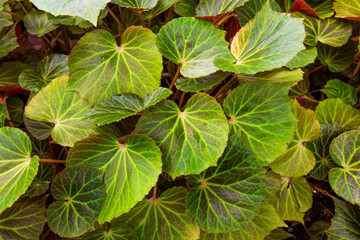 Closeup Begonia chlorneura leaves in garden