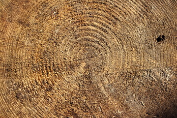 Wooden texture of a cut tree trunk with annual rings
