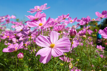 Big closeup beautiful Pink Cosmos flowers in garden  in the morning