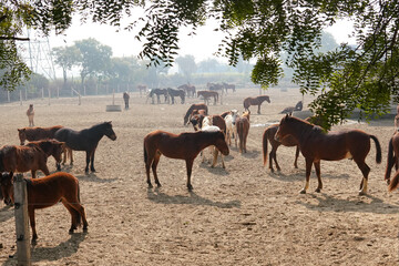 rescued ponies in the paddock of animal shelter