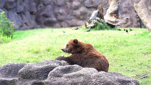 Bear eating fish. Bear eating in zoo