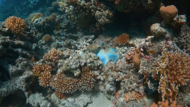 A small octopus moves between corals and hides by camouflaging itself with changing colours to blend in with the environment. Camera moves in closer with flickering light from the surface.