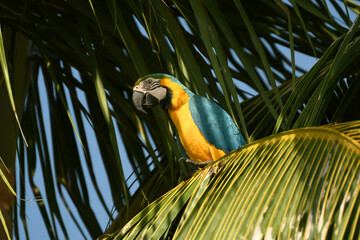 Perroquet ara jaune et bleu en Colombie © Alexandre