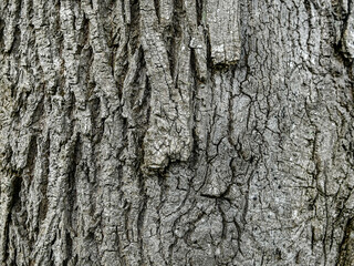 écorse d'arbre