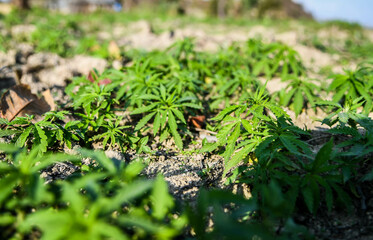 Champ de Canabis au Népal 