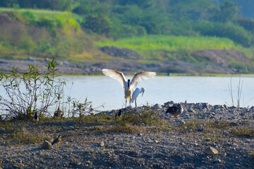 spoonbill on a river bank with open wings.