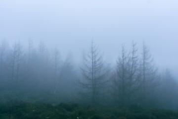Fototapeta na wymiar Mist over the Forest 3