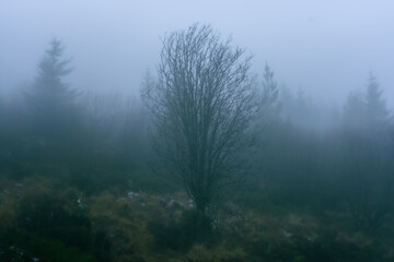 Obraz na płótnie Canvas Mist over a Dead Treet 2