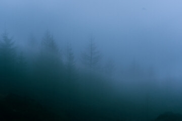Mist over the Forest 2