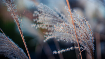 Silver Grass in the Winter 4