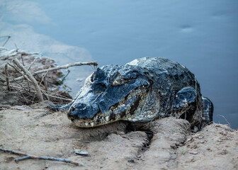 Caïman géant dans le pantanal au brésil 