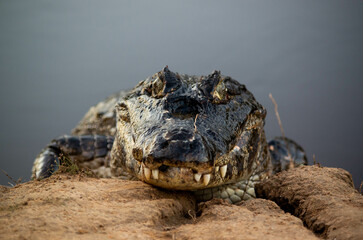 Caïman géant dans le pantanal au brésil 