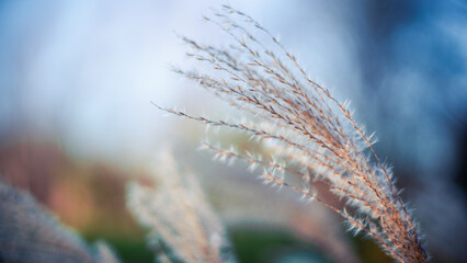Silver Grass in the Winter 2