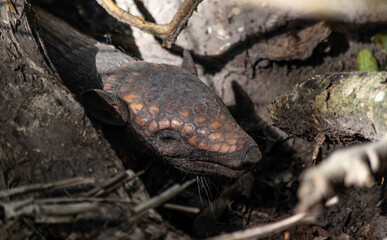 Tête d'un tatou dans la foret amazonienne