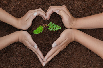 Seedling growing in soil. People hands protecting young seedlings in soil, top view