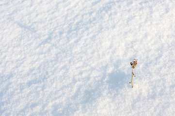 Coarse texture of the snow, accented by a sliding sun light