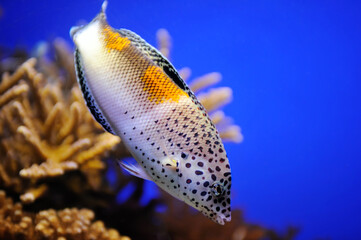 Fish, coral and other bright and colorful inhabitants of the Red Sea.
