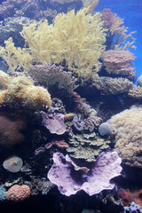 Fish, coral and other bright and colorful inhabitants of the Red Sea.