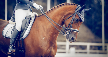 Portrait sports stallion in the bridle. Equestrian sport.