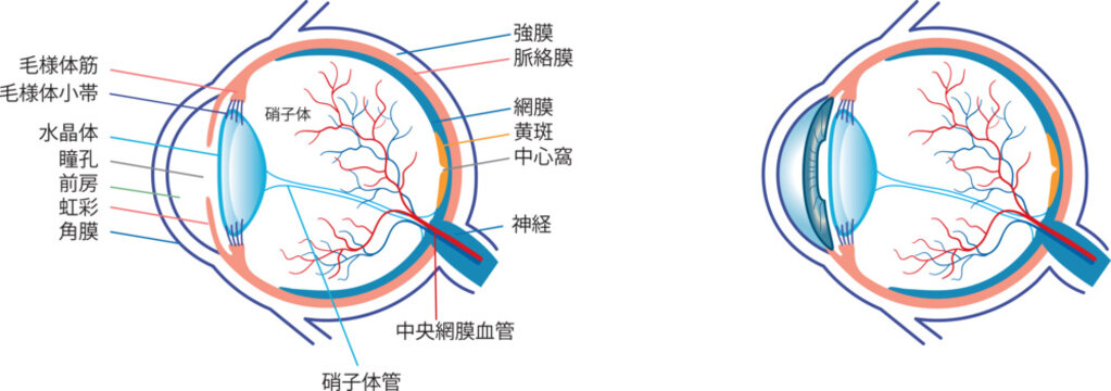 眼球の構造、血管、神経、硝子体など詳細図解
