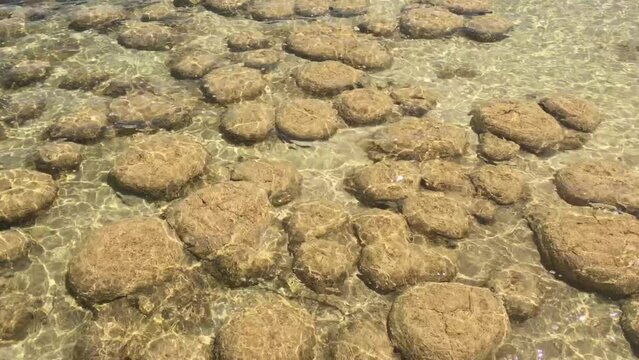 Landscape of Lake clifton thrombolites