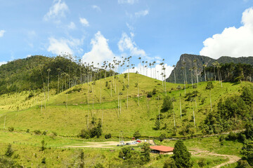 Fototapeta na wymiar Parc national de la vallée de cocora dans le quindio en colombie avec ses palmiers géants 