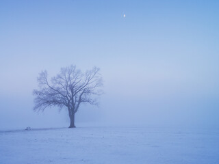 木と雪の冬のイメージ、月、白い世界