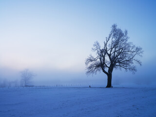 木と雪の冬のイメージ、白い世界