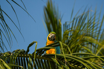 Perroquet ara vert et jaune dans les Caraïbes en colombie © Alexandre