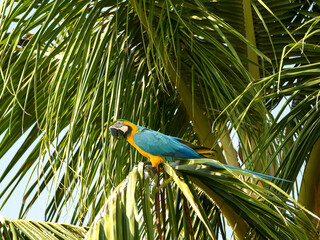 Perroquet ara vert et jaune dans les Caraïbes en colombie © Alexandre