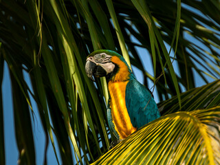 Perroquet ara vert et jaune dans les Caraïbes en colombie © Alexandre