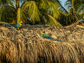 Perroquet ara vert et jaune dans les Caraïbes en colombie © Alexandre