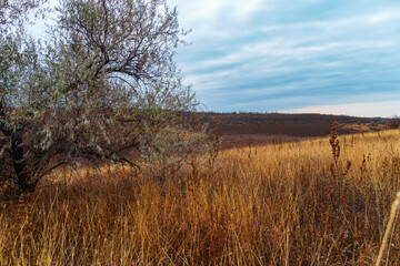 Fototapeta premium beautiful wild landscape, late autumn, trees with colorful leaves, cloudy weather
